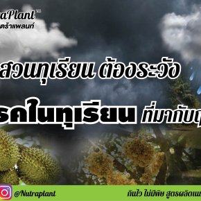 ชาวสวนทุเรียนต้องระวัง️ สิ่งที่มากับหน้าฝน  5 โรค ในทุเรียน