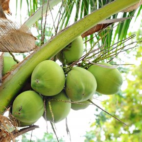 COCONUT MARKET REPORT 18th April 2024