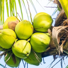 COCONUT MARKET REPORT 21st May 2024