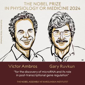 BREAKING NEWS The Nobel Assembly at the Karolinska Institutet has today decided to award the 2024 Nobel Prize in Physiology or Medicine to Victor Ambros and Gary Ruvkun for the discovery of microRNA and its role in post-transcriptional gene regulation.