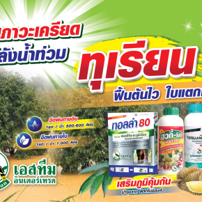 ลดสภาวะเครียด หลังน้ำท่วม ในทุเรียน