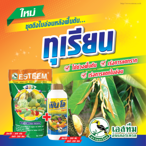 ชุดดึงใบอ่อนหลังฟื้นต้นทุเรียน!!! ปุ๋ยเอสทีม เขียว (สูตร 24-9-19) + ฟิน โอ