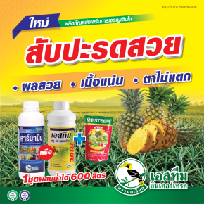 สับปะรดผลสวย เนื้อแน่น ตาไม่แตก ปุ๋ยเอสทีม (แดง) + คาร์บามิน หรือ เอสทีม ทรู ไฮ-แคลเซียม