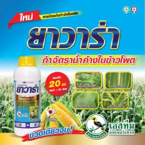 ยาวาร่า กำจัดราน้ำค้างในข้าวโพด