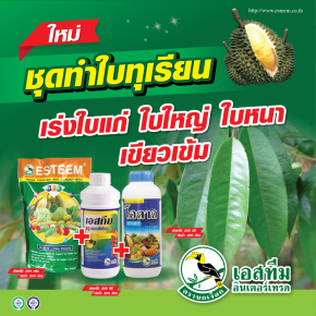 ชุดทำใบ ในทุเรียน ปุ๋ยเอสทีม เขียว+เอสทีม ทรู แมกนีเซียม + โอตาด