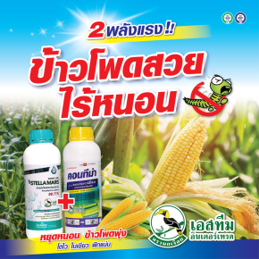สเตลล่า มาริส + คอนทีน่า ข้าวโพดสวย ไร้หนอน