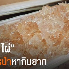 รู้จัก วุ้นไม้ไผ่ อาหารแห่งป่า ที่หนึ่งปีมีให้ลิ้มลองเพียงครั้งเดียว