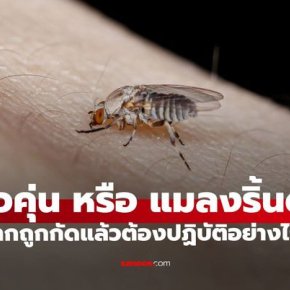 "ตัวคุ่น" คืออะไร ทำความรู้จักแมลงจิ๋วกัดเจ็บ เช็กเลยอาการแพ้ที่ต้องรีบพบแพทย์