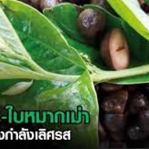 แกงเห็ดถอบ (เห็ดเผาะ) ใส่ใบมะเม่า