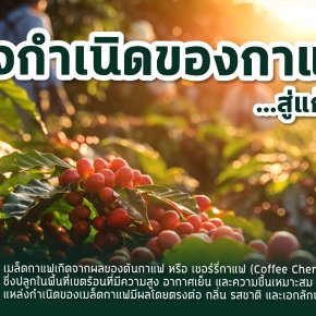 จากแหล่งกำเนิดกาแฟ สู่แก้วของคุณ...