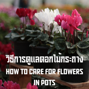 How to take care flowers in pot