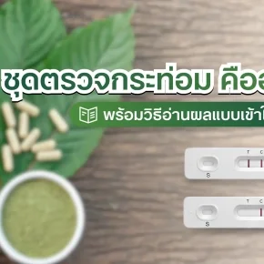 ชุดตรวจกระท่อม อ่านผลตรวจ