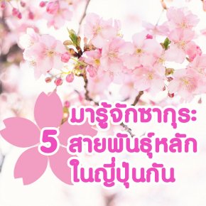 มารู้จักดอกซากุระ 5 สายพันธุ์หลักในญี่ปุ่นกัน !