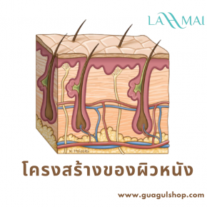 โครงสร้างของผิวหนัง 