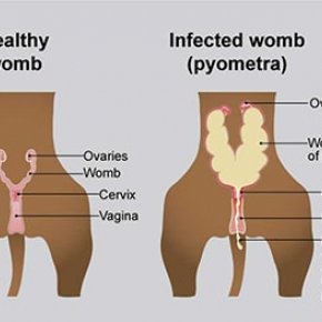 มดลูกอักเสบ (Pyometra)