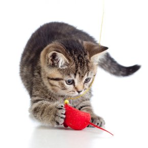 Morbi condimentum vel just at vehicula.