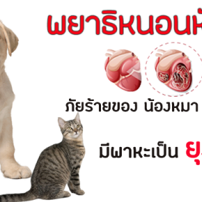 พยาธิหนอนหัวใจ ภัยร้ายของ น้องหมา น้องเหมียว มีพาหะเป็น ยุง !