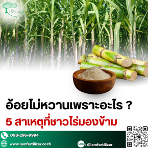 อ้อยไม่หวานเพราะอะไร ???  5 สาเหตุที่ชาวไร่มองข้าม !!!