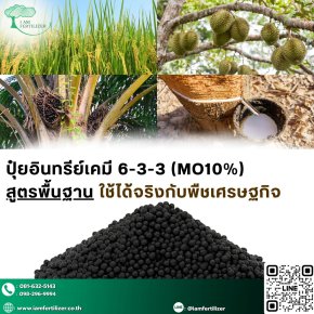 4 พืชเศรษฐกิจหลักของไทย