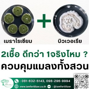 2เชื้อ #เมธาไรเซียม #บิวเวอเรีย ดีกว่า 1จริงไหม? ควบคุมแมลงทั้งสวน