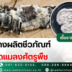 รับจ้างผลิตชีวภัณฑ์ กำจัดแมลงศัตรูพืช
