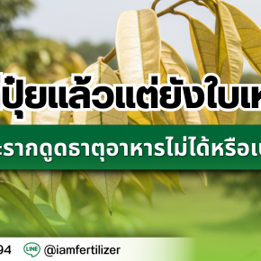 พืชใส่ปุ๋ยแล้วแต่ยังใบเหลือง เพราะรากดูดธาตุอาหารไม่ได้หรือเปล่า?