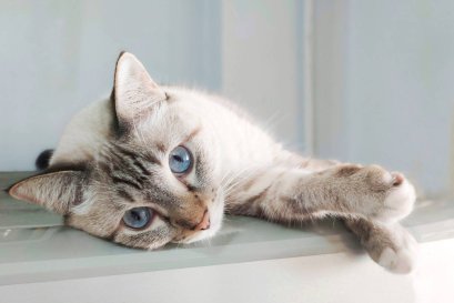 "อึน่ะเหรอ ... ยังไงก็ต้องกลบ"