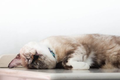 "แมวมาคลอเคลียถูๆไถๆที่ขาของเราทำไม"