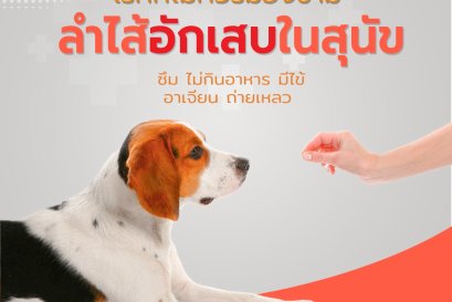 ลำไส้อักเสบในสุนัข