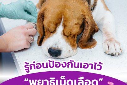 รู้ก่อนป้องกันเอาไว้ โรคพยาธิเม็ดเลือดในสัตว์เลี้ยง 