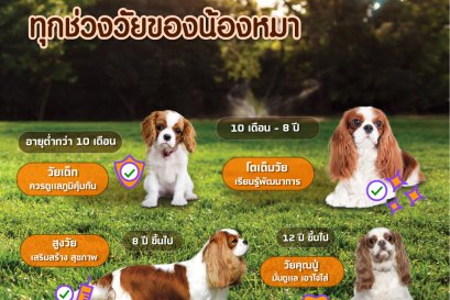 เพราะทุกช่วงวัยของน้องหมามีความสำคัญ