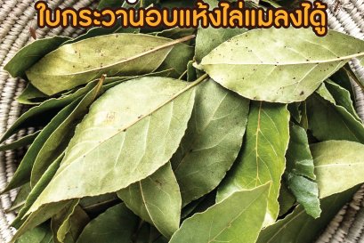 Believe or not! Dried bay leaf can ward off insects