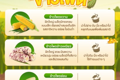 เรื่องของ "ข้าวโพด"
