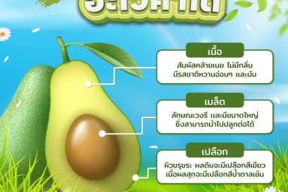 เรื่องของ "อะโวคาโด"