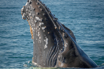12 สถานที่ชมวาฬที่ดีที่สุดในโลก
