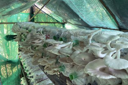 เห็ดหน้าร้อน กับอาชีพเสริมสำหรับผู้ปกครอง