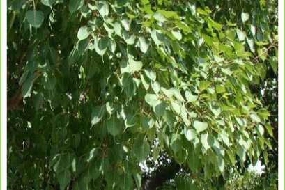 พระศรีมหาโพธิ์