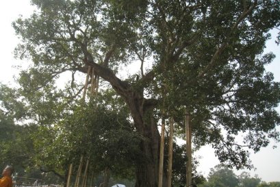 วิหารพระศรีมหาโพธิ์