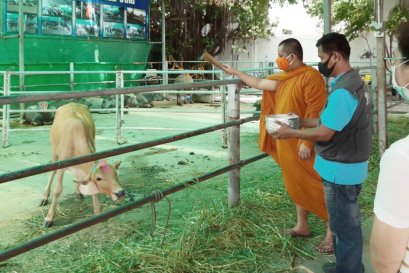 ทำบุญไถ่ชีวิตโค