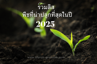 รายชื่อพืชที่น่าปลูกที่สุดในปี 2025!!