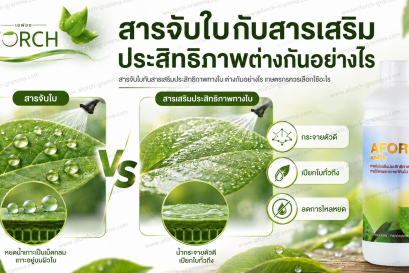 สารจับใบกับสารเสริมประสิทธิภาพทางใบต่างกันอย่างไร AFORCH เอฟอช ช่วยให้สารฉีดพ่นกระจายตัว เปียกใบ และลดการไหลหยด