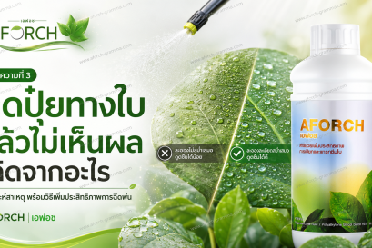 ฉีดปุ๋ยทางใบแล้วไม่เห็นผล เกิดจากอะไร AFORCH เอฟอช ช่วยให้สารฉีดพ่นกระจายตัว เปียกใบ และลดการไหลหยด