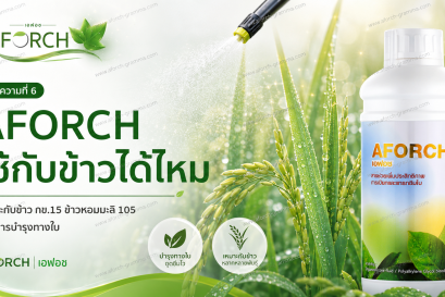 AFORCH ใช้กับข้าวได้ไหม เหมาะกับข้าว กข.15 ข้าวหอมมะลิ 105 และการฉีดพ่นปุ๋ยทางใบในนาข้าว