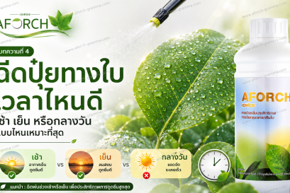 ฉีดปุ๋ยทางใบเวลาไหนดี ช่วงเช้าหรือเย็นเหมาะกับการฉีดพ่น AFORCH เอฟอช และปุ๋ยทางใบ