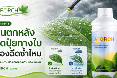 ฝนตกหลังฉีดปุ๋ยทางใบต้องฉีดซ้ำไหม AFORCH เอฟอชช่วยลดการไหลหยดและเพิ่มการเปียกใบของสารฉีดพ่น