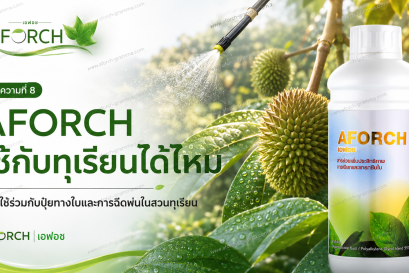 AFORCH ใช้กับทุเรียนได้ไหม การใช้ร่วมกับปุ๋ยทางใบและการฉีดพ่นในสวนทุเรียน