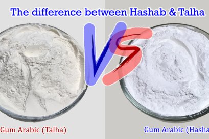 The difference between the two species (Hashab and Talha)
