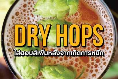 ทำไมต้องดรายฮ็อปส์ ? Dry Hops WHY ? WHAT ? HOW ? Which ?