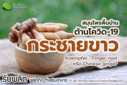 ไขข้อข้องใจ สรรพคุณสมุนไพร "กระชายขาว"