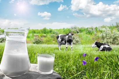 อุตสาหกรรมนมโคไทยบนเส้นทางนมทางเลือก Thailands Dairy Industry and the Shift Toward Alternative Milk